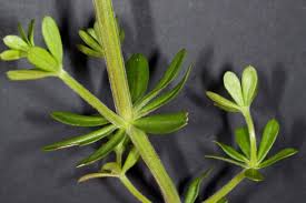 Attēlu rezultāti vaicājumam “Galium album bud”