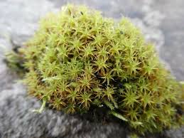 Attēlu rezultāti vaicājumam “Pottiales”