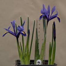 Attēlu rezultāti vaicājumam “Iris reticulata”