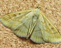 Attēlu rezultāti vaicājumam “Sitochroa verticalis”