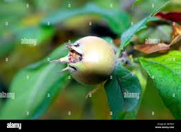 Attēlu rezultāti vaicājumam “Mespilus germanica”