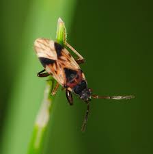 Attēlu rezultāti vaicājumam “Scolopostethus thomsoni”