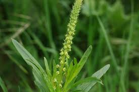 Image result for Reseda luteola