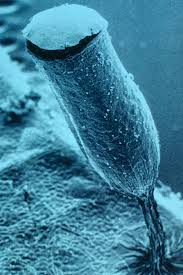 Attēlu rezultāti vaicājumam “Craterium minutum”