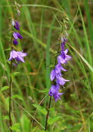 Image result for Campanula rapunculoides