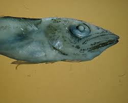 Image result for Euthynnus alletteratus