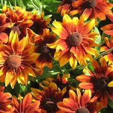 Image result for Rudbeckia