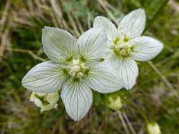 Attēlu rezultāti vaicājumam “Parnassia palustris flower”
