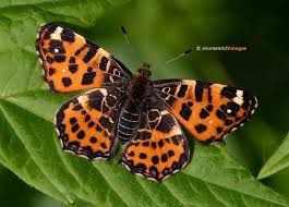 Attēlu rezultāti vaicājumam “Lopinga achine underside”