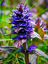 Attēlu rezultāti vaicājumam “Ajuga genevensis flower”
