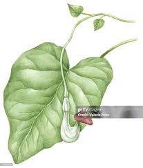 Attēlu rezultāti vaicājumam “Aristolochia durior leaf”