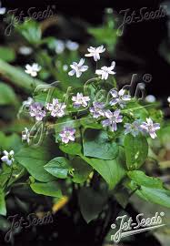 Attēlu rezultāti vaicājumam “Claytonia sibirica flower”
