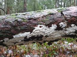 Attēlu rezultāti vaicājumam “Skeletocutis brevispora”