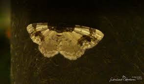 Attēlu rezultāti vaicājumam “Ligdia adustata”