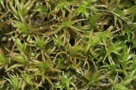 Attēlu rezultāti vaicājumam “Didymodon tophaceus”