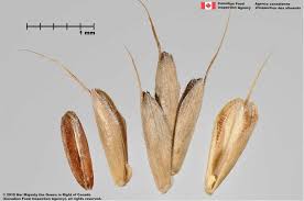 Attēlu rezultāti vaicājumam “Bromus secalinus”