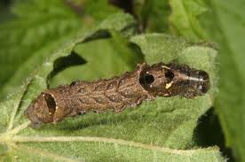 Attēlu rezultāti vaicājumam “Abrostola tripartita”