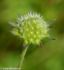 Attēlu rezultāti vaicājumam “Knautia arvensis fruit”