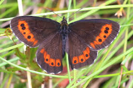 Attēlu rezultāti vaicājumam “Erebia ligea upperside”