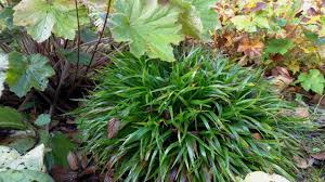 Attēlu rezultāti vaicājumam “Luzula pilosa leaf”