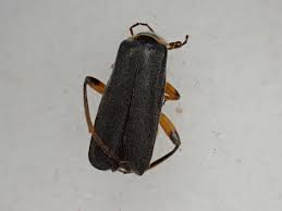 Attēlu rezultāti vaicājumam “Cantharis nigricans”