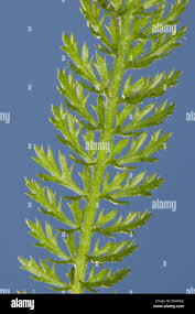 Attēlu rezultāti vaicājumam “Achillea millefolium leaf”