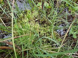 Attēlu rezultāti vaicājumam “Plagiomnium elatum”