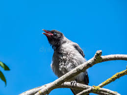 Attēlu rezultāti vaicājumam “Corvus cornix juvenile”