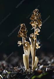 Attēlu rezultāti vaicājumam “Neottia nidus-avis flower”