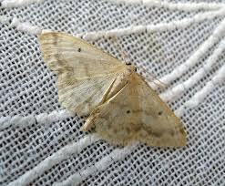 Attēlu rezultāti vaicājumam “Idaea biselata”