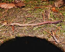 Attēlu rezultāti vaicājumam “Lumbricus terrestris”