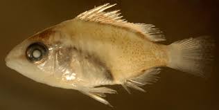 Image result for Lutjanus griseus