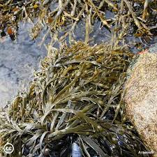 Attēlu rezultāti vaicājumam “Dienerella elongata”