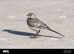 Attēlu rezultāti vaicājumam “Motacilla alba juvenile”