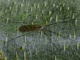 Attēlu rezultāti vaicājumam “Nematocera”