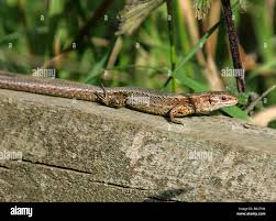 Attēlu rezultāti vaicājumam “Lacerta vivipara”