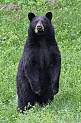 Hunting black bear in New Hampshire