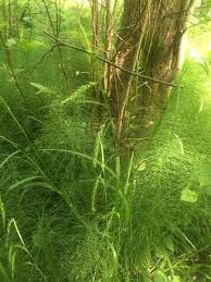 Attēlu rezultāti vaicājumam “Carex sylvatica fruit”
