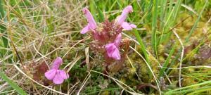 Attēlu rezultāti vaicājumam “Pedicularis palustris fruit”