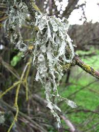 Attēlu rezultāti vaicājumam “Ramalina calicaris”