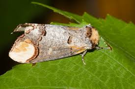 Attēlu rezultāti vaicājumam “Phalera bucephala”