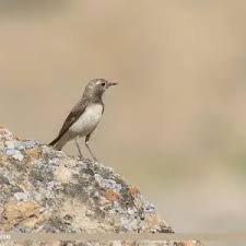 Image result for Oenanthe pleschanka