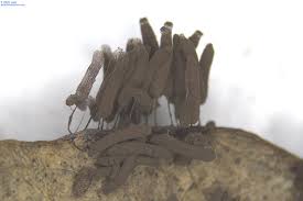 Attēlu rezultāti vaicājumam “Stemonitis axifera var. smithii macro”