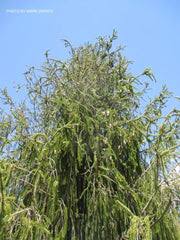 Attēlu rezultāti vaicājumam “Picea abies fo. virgata fruit”