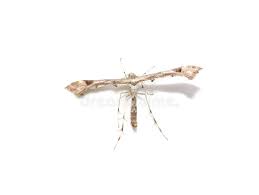 Attēlu rezultāti vaicājumam “Platyptilia gonodactyla”