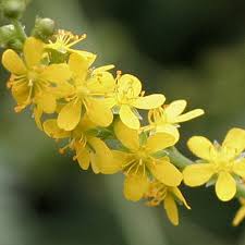 Attēlu rezultāti vaicājumam “Agrimonia pilosa”