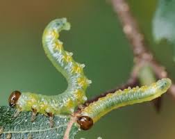 Attēlu rezultāti vaicājumam “Pristiphora maesta larva”