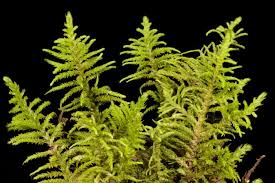 Attēlu rezultāti vaicājumam “Abietinella abietina var. hystricosa”