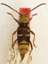 Attēlu rezultāti vaicājumam “Plagionotus detritus”