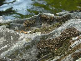 Attēlu rezultāti vaicājumam “Dermatocarpon luridum”